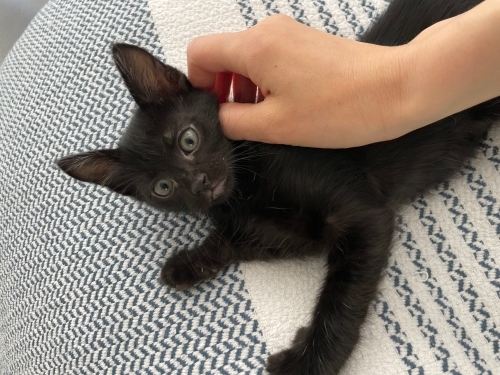 Sevgi dolu oyuncu kız😻 fotoğraf