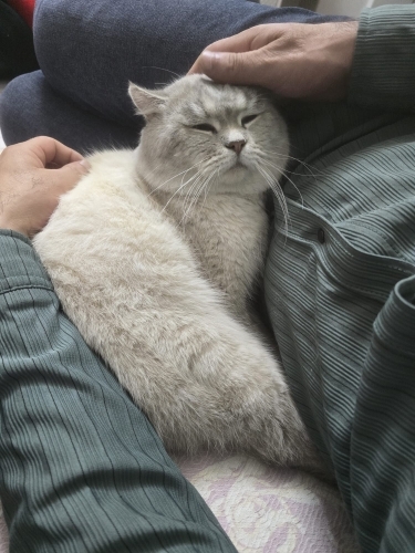 Uyumlu sakin kedi fotoğraf