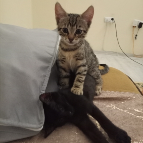 2 güzel 2 aylıl minnoş fotoğraf