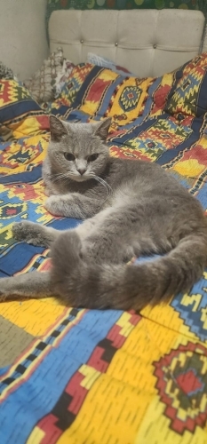 Cok akilli Mogli ye ailesini arıyoruz! fotoğraf
