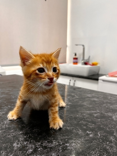 VETERİNERDE 2 KARDEŞ, ÖMÜRLÜK YUVA BEKLİYORLAR fotoğraf
