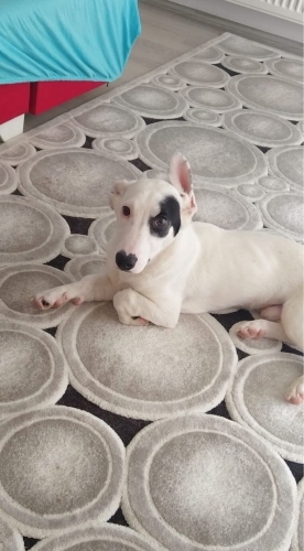 ÇIPLİ VE TUVALET EĞİTİMLİ JACK RUSSEL..!! fotoğraf