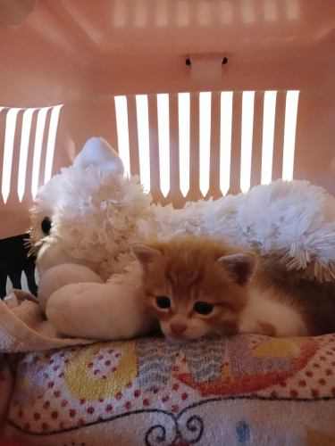 1 aylık, annesi yok. Sağlıklı ve güçlü bir bebek fotoğraf