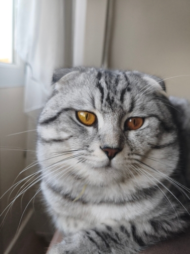 Ücretsiz Sahiplendirme Scottish Fold fotoğraf
