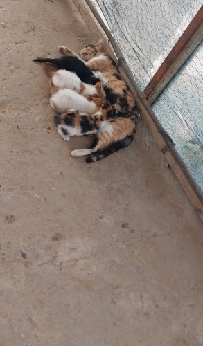 Bu minnoşlara ömürlük yuva arıyoruz fotoğraf