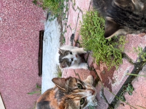 sahipsiz kedi yavru fotoğraf