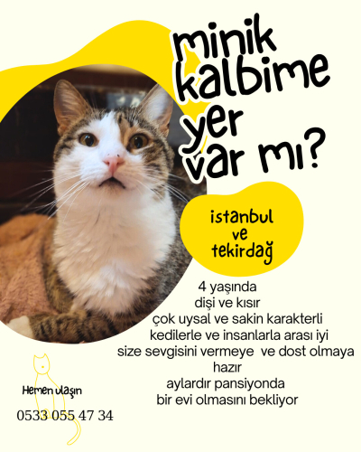 GÜZEL KIZA YUVA fotoğraf