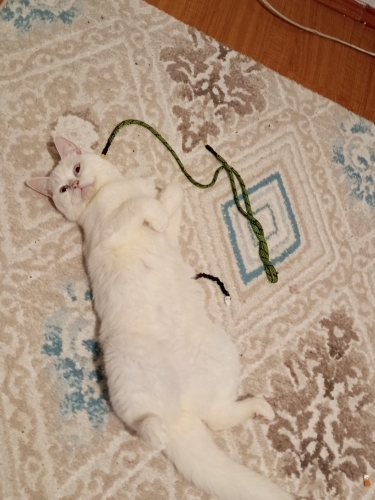 Uysal sevecen kedime yuva fotoğraf