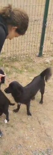 Border Collie kırması, 1 yaş, dişi, kısır, küçük cins, aşılı, ücretsiz fotoğraf
