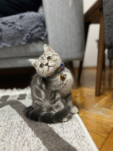 Acil sahiplendirme fotoğraf