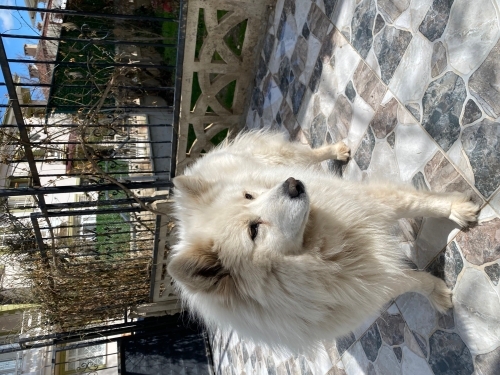 4 yaşında dişi samoyed kızımızı ücretsiz sahiplendiriyorum fotoğraf