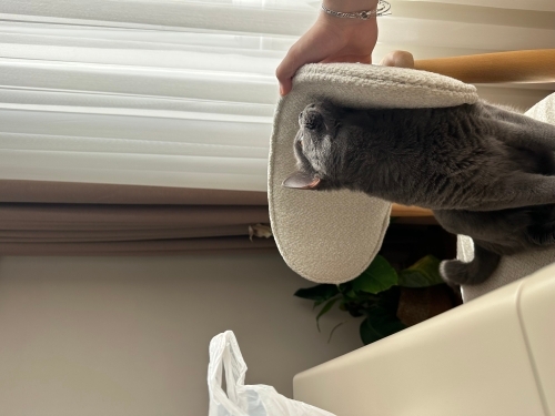 Kısır erkek british shorthair fotoğraf