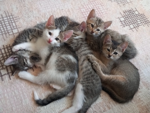 Minik kardeşler yuva arıyor fotoğraf