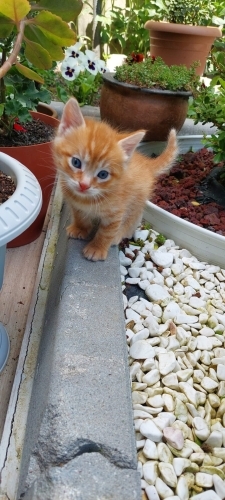 birbirinden güzel 4 yavru fotoğraf