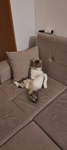 Ücretsiz sahiplendirme fotoğraf