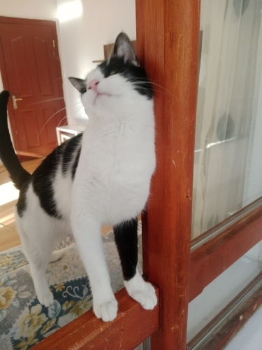 1 yaşında aşıları tam kısır evlat yuva ariyor fotoğraf
