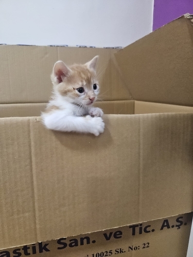 Okullu yavru kedi fotoğraf