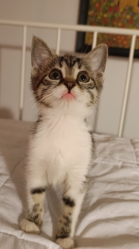 Dalin 🐣 Yuva Arıyor! fotoğraf