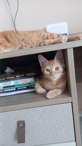 4 aylık prensese yuva fotoğraf