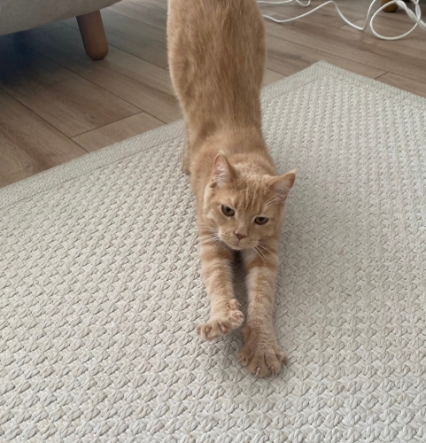 Oyuncu Simba Maine Coon fotoğraf