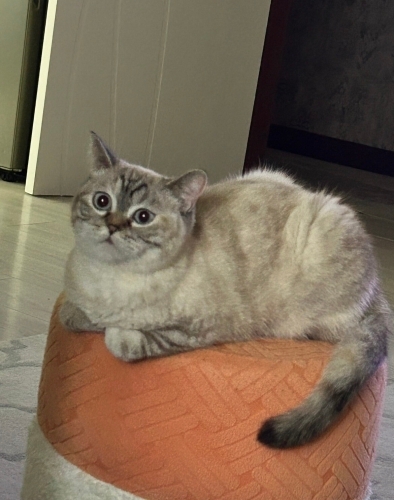 Uysal,sakin,sevecen akıllı bıdık fotoğraf