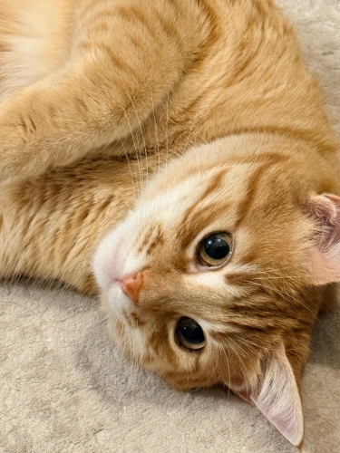 Sarman Cinsi Erkek Kedi fotoğraf
