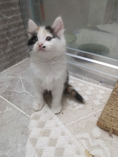 17 NİSAN DOĞUMLU MİNİK CALİCO KIZ YUVA ARIYOR YENİMAHALLE fotoğraf