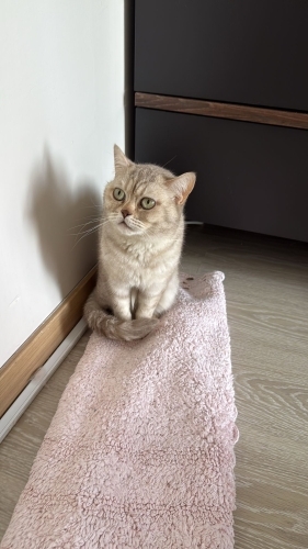 Miyu Moca ömürlük yuvasını arıyor fotoğraf