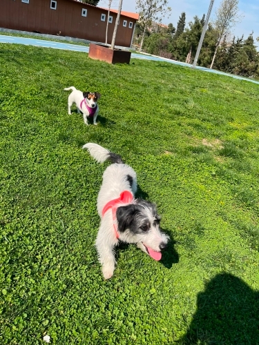 Can yavrumuz yuva arıyor 🥺 fotoğraf