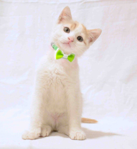0532 202 91 32 VETERİNERDEN BEYAZ SARI VAN KEDİSİ 2.5AYLIK İLKAŞILI OĞLUM PUDRA fotoğraf