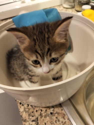 Annesiz yavru kedi fotoğraf