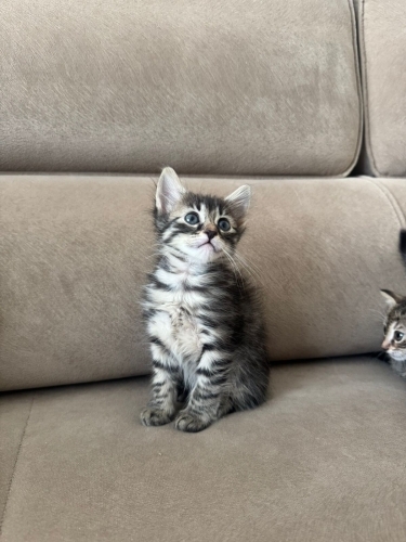 İZMİR ÜCRETSİZ SAHİPLENDİRME! TİGER TABY CAT fotoğraf