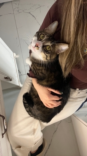 Çok zeki kedi, yurtdışına taşınma süreci oldugumdan ilgilenemiyorum. fotoğraf