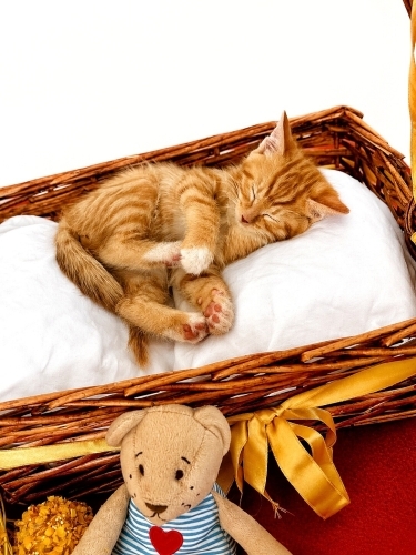🐾Minik Patiler Yuva Arıyor 🐾 fotoğraf