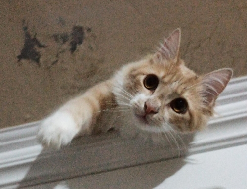 Yeni yuvasını arıyor ona bi şans verin fotoğraf