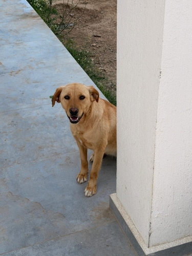 Bodrum’un En Tatlı Misafiri Ömürlük Yuvasını Arıyor fotoğraf