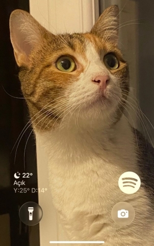 Mecburiyetten sahiplendirme fotoğraf