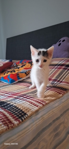2 aylık yavru kedi fotoğraf