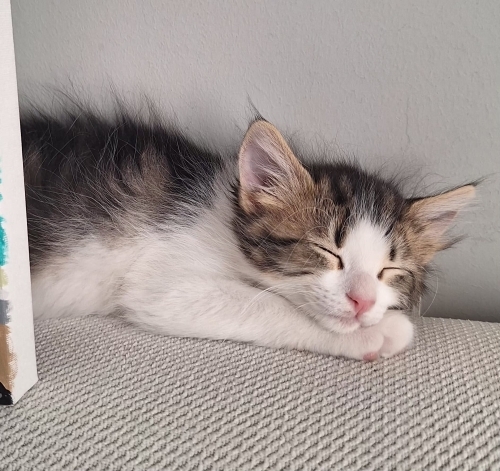2 aylık yavru kedi fotoğraf