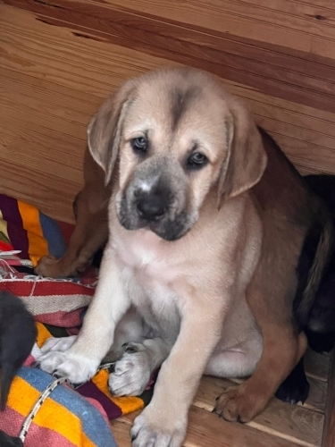 3 aylık erkek Labrador yavru fotoğraf