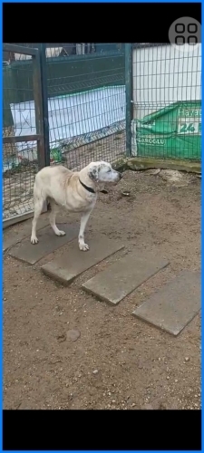 Engelli mavi gözlü köpeğimiz acil yuva arıyor fotoğraf