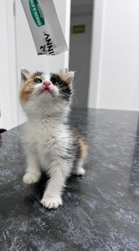 1-1,5 AYLIK CALICO BEBEĞE YUVA ARIYORUZ. fotoğraf