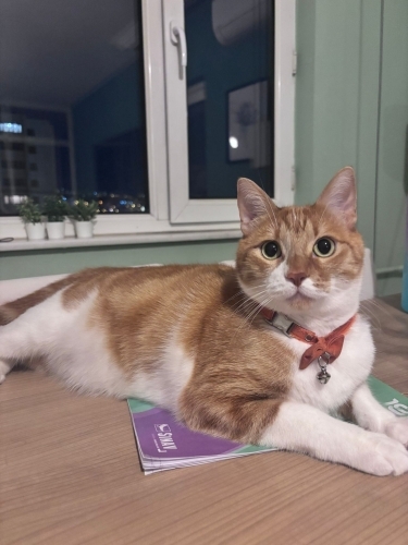 MERKÜR KISIR ERKEK KEDİ SARMAN fotoğraf