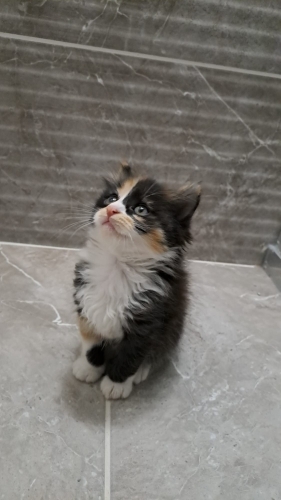 Ön ayaklarıyla havada duran çilek kedi ömürlük ailesini arıyor fotoğraf