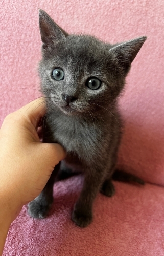 1.5 AYLIK YAVRU KEDİ YUVA ARIYOR fotoğraf