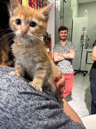 Sarman bebek limon ömürlğk yuvasını arıyor fotoğraf