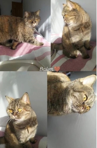 Balım yuva arıyor fotoğraf