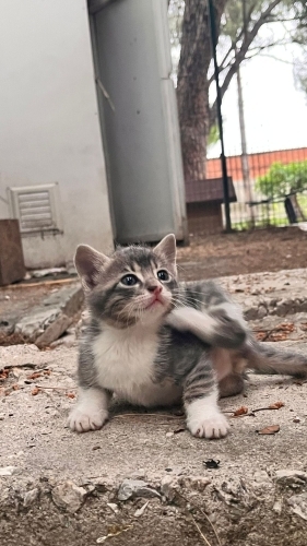 Bu güzel 4 kardeşe acil yuva arıyoruz fotoğraf