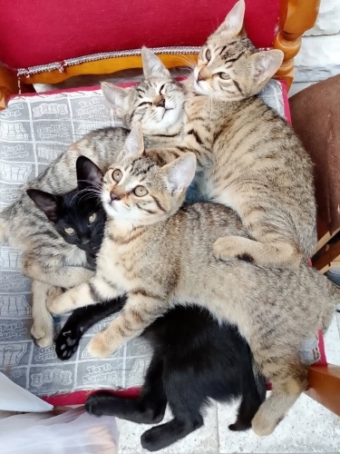 yavru tekir diğer kardeşleriyle beraber yuva arıyor. fotoğraf