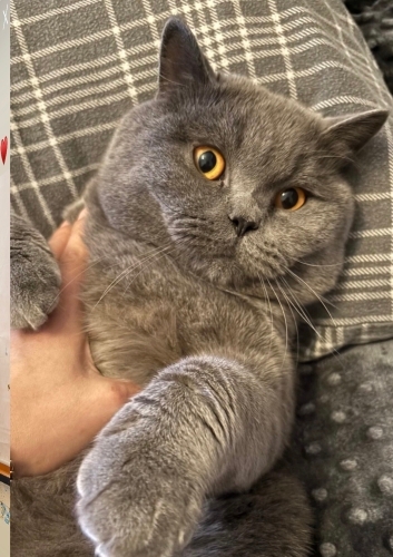 Oğlumuz gölgeye Güvenilir bir yuva arıyoruz fotoğraf